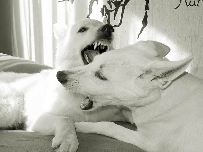 Alina und Leroy - weisse Schferhunde